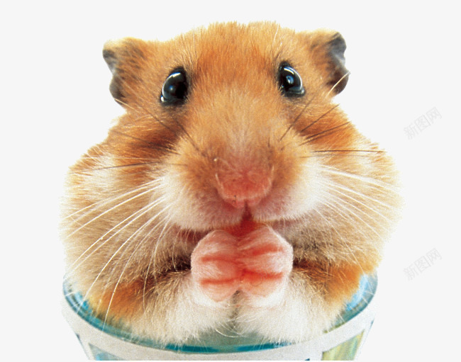 吃胡萝卜的老鼠png免抠素材_新图网 https://ixintu.com 仓鼠 小动物 打洞 老鼠