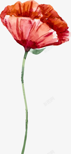 红色的罂粟花彩色罂粟花花朵高清图片