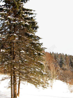 雪地免扣PNG图冬季松树林高清图片