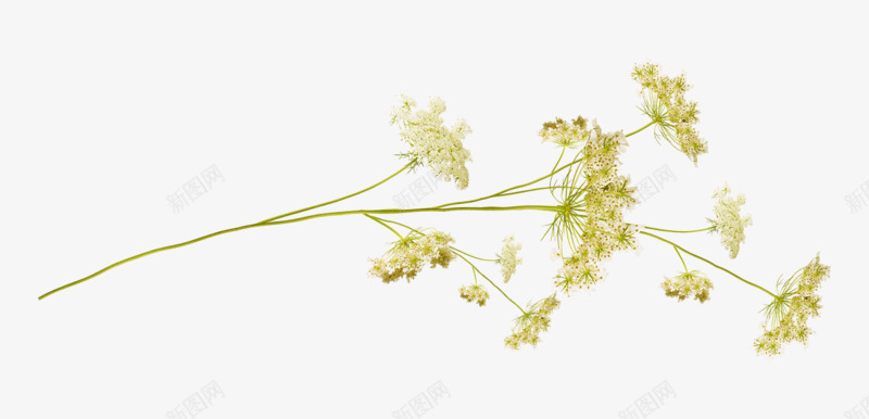 植物小碎花装饰png免抠素材_新图网 https://ixintu.com 植物 白色 花朵 装饰