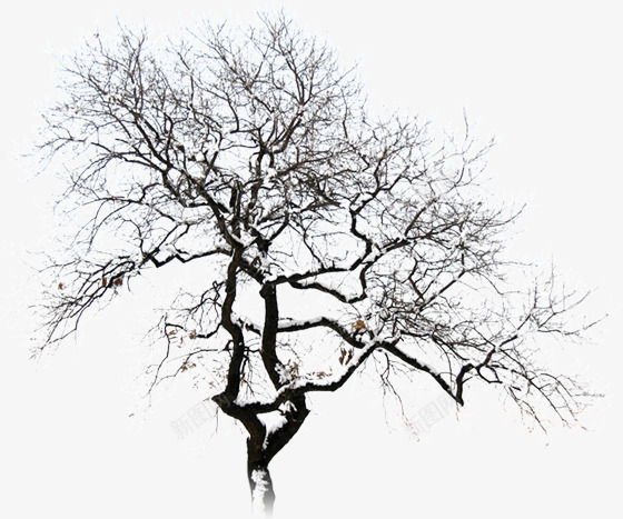 雪中的树png免抠素材_新图网 https://ixintu.com 冬天 创意 树 简约 设计 雪花