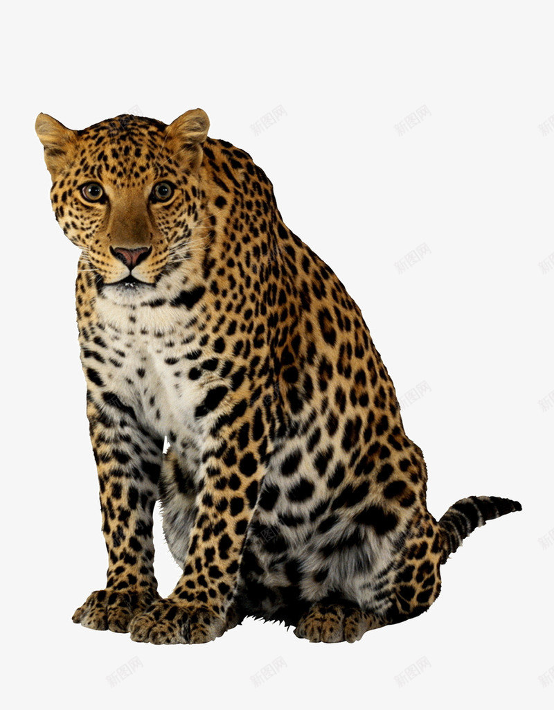 猎豹png免抠素材_新图网 https://ixintu.com 动物 猎豹 猎豹头 生物 豹头 豹子