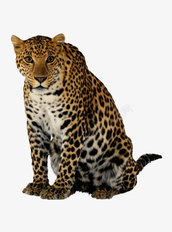 猎豹素材