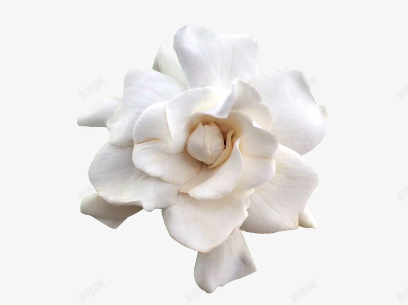 白色的栀子花植物png免抠素材_新图网 https://ixintu.com 栀子花 植物 白色 花