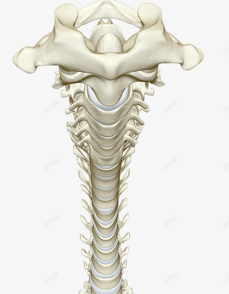 人体脊柱骨头png免抠素材_新图网 https://ixintu.com 中枢系统 尾骨 腰椎 骨骼