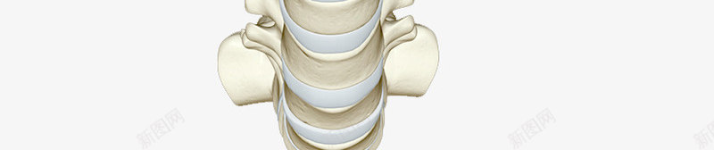 人体脊柱骨头png免抠素材_新图网 https://ixintu.com 中枢系统 尾骨 腰椎 骨骼
