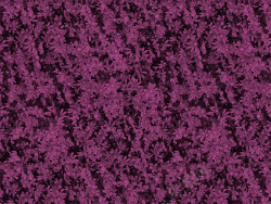 神秘感紫色小小雏菊高清图片