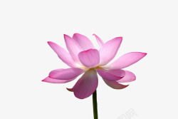 粉红色的荷花粉色的一朵盛开荷花高清图片
