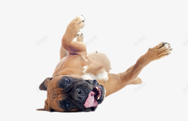 棕黑色可爱的躺着的拳狮狗动物png免抠素材_新图网 https://ixintu.com 人类朋友 免扣 免费下载 动物 宠物 生物 睡觉 躺着 躺着的狗