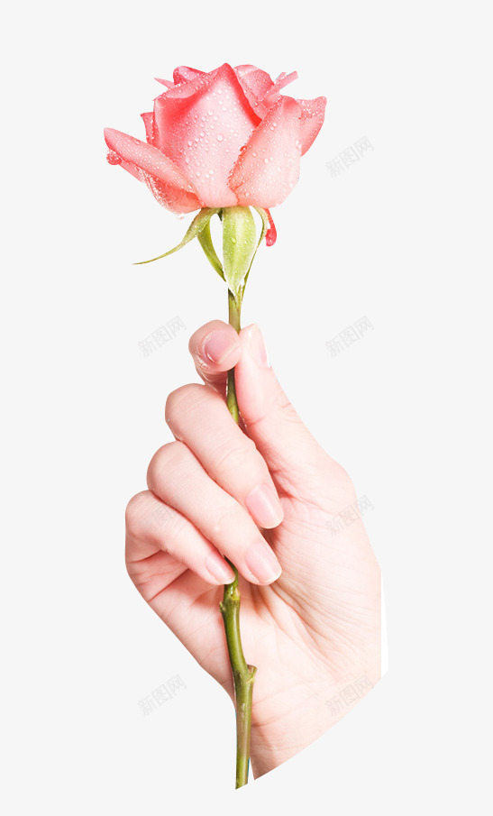 一枝玫瑰花粉色手拿着玫瑰png免抠素材_新图网 https://ixintu.com 玫瑰 玫瑰花 粉色