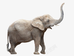 大象侧面图素材