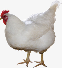 白色的母鸡鸡高清图片