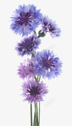 蓝色花束唯美矢车菊花束高清图片