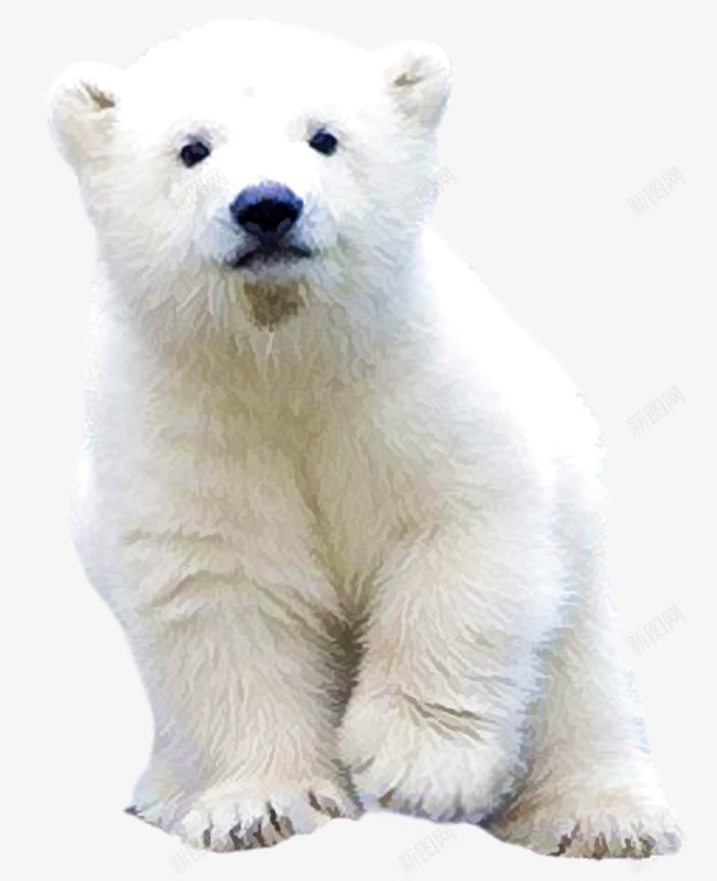 北极熊png免抠素材_新图网 https://ixintu.com 动物 北极熊 可爱 坐着的北极熊 熊