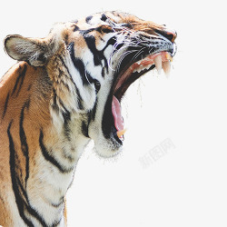 嘶吼的勐虎嘶吼的老虎高清图片