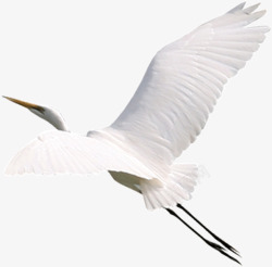 飞行的白鹤白色的鹤高清图片