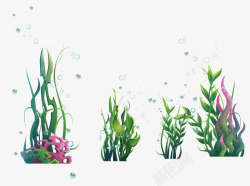 海洋藻类绿色海洋海藻类植物和水泡高清图片
