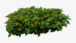 或小灌木植物黄色花朵小灌木高清图片