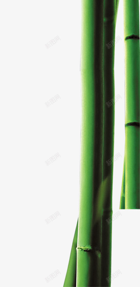 竹子绿叶端午节装饰png免抠素材_新图网 https://ixintu.com 图片 端午节 竹子 绿叶 装饰