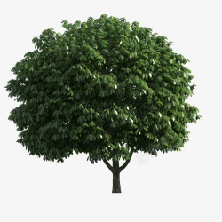 立面树绿树素材