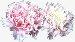 春季粉色梦幻母亲节花朵素材