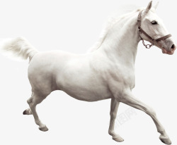 白色马匹插图素材