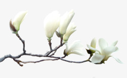 白色木兰花木兰花开素材