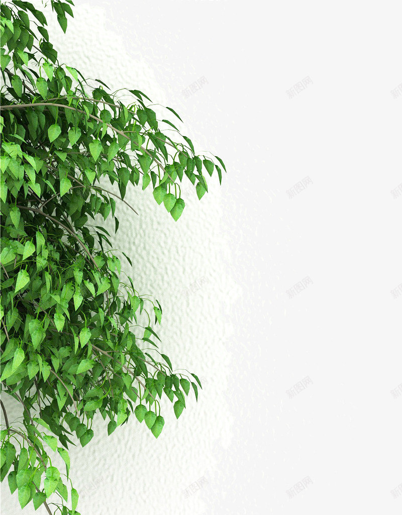 白墙与绿色草丛png免抠素材_新图网 https://ixintu.com 一片绿色 墙 墙草 植物 生机勃勃 白色墙 白色墙边 绿草