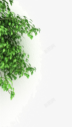 墙边绿草白墙与绿色草丛高清图片