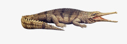 可怕的生物鳄鱼生物高清图片