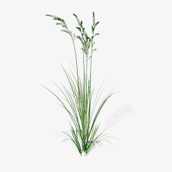 一堆绿草素材