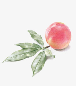 水蜜桃手绘桃子高清图片