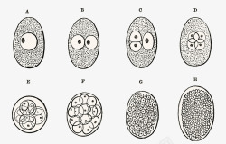 细胞分裂生物学插图素材