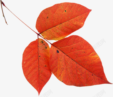 红色叶子秋冬新品上市图标图标