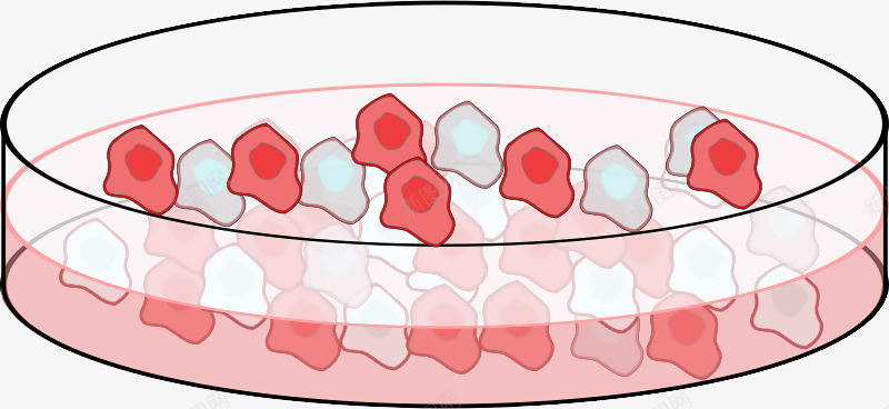 培养细胞的培养皿png免抠素材_新图网 https://ixintu.com 化学生物 培养皿 细胞 细胞培养皿 细胞液