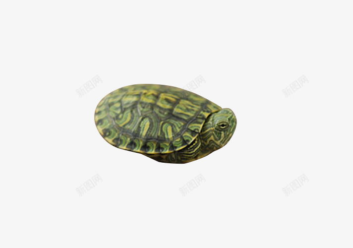 只有头伸出来的小乌龟psd免抠素材_新图网 https://ixintu.com 动物 头 小龟 巴西龟 河边 爬行动物 王八 绿色 观赏龟