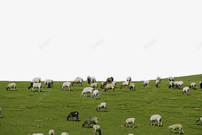 草原牧场png免抠素材_新图网 https://ixintu.com 新西兰牧场 牛羊 牧场 牲畜 绿色 自然风光 草原 草原牧场 萌宠牧场
