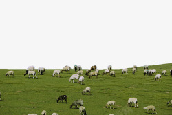 新西兰风光草原牧场高清图片