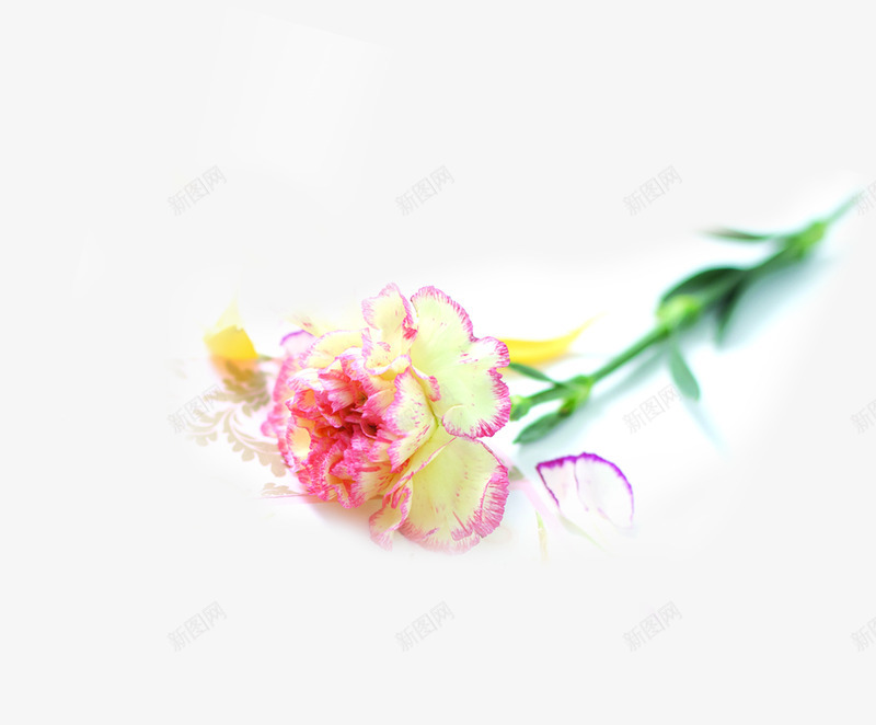 粉色淡雅植物花朵png免抠素材_新图网 https://ixintu.com 植物 淡雅 粉色 花朵