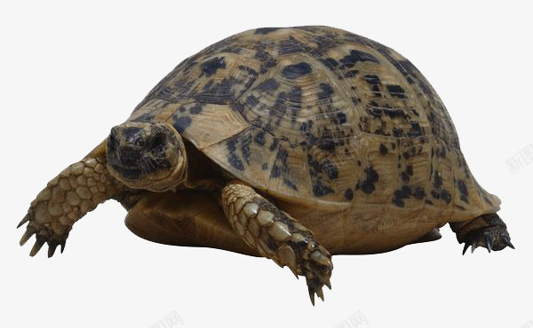 海龟动物png免抠素材_新图网 https://ixintu.com 动物 海龟 爬行动物 生物 龟 龟类