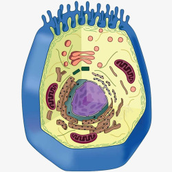 纵截面结构图动物细胞截面图高清图片