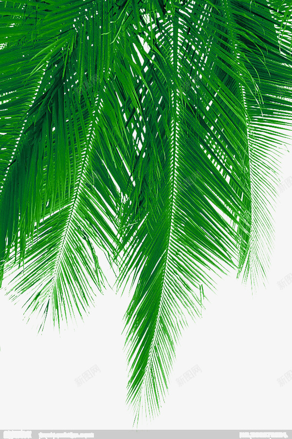 清新椰子树叶png免抠素材_新图网 https://ixintu.com 树叶图片 树叶素材 植物 椰子 椰子叶 椰子树 清新 清新树叶