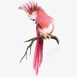 动物八哥粉色鹦鹉高清图片
