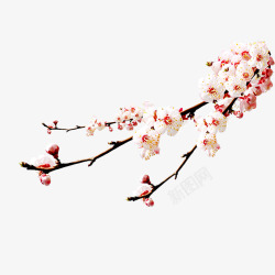 桃花摄影摄影春天的桃花高清图片
