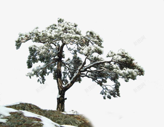 冬天里的树png免抠素材_新图网 https://ixintu.com 冬天风景 冬雪 树 雪