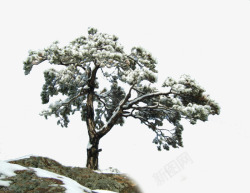 冬天里的树冬天里的树高清图片