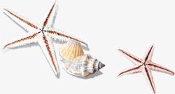 海星贝壳装饰素材