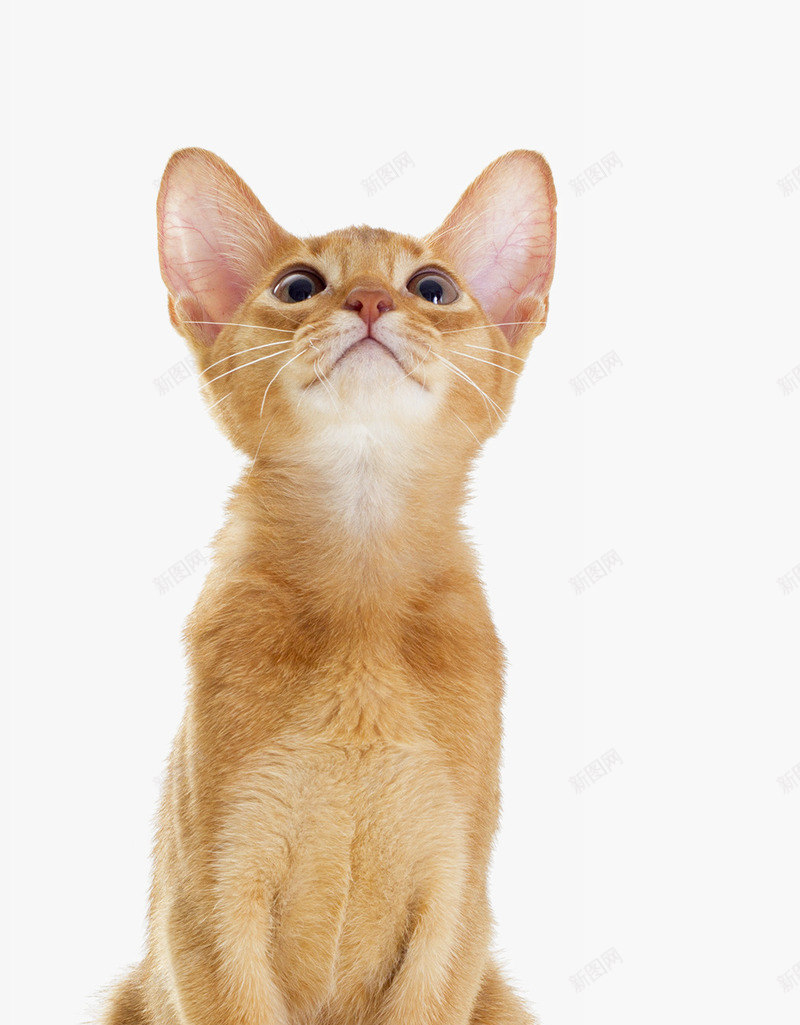 黄色的小猫png免抠素材_新图网 https://ixintu.com 可爱的小动物 猫 猫眼 猫科动物 琥珀猫眼 黄色小奶猫 黄色猫咪