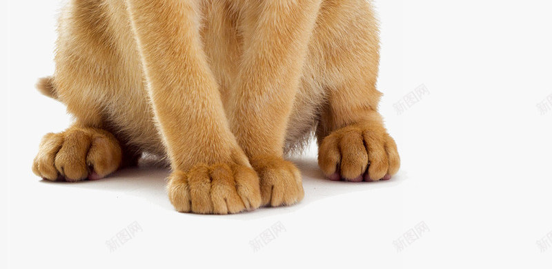 黄色的小猫png免抠素材_新图网 https://ixintu.com 可爱的小动物 猫 猫眼 猫科动物 琥珀猫眼 黄色小奶猫 黄色猫咪