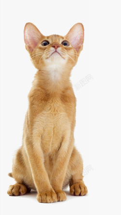 琥珀黄色的小猫高清图片